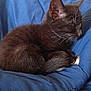 cat, kitten, sleeping, black_fur, white_whiskers, white_paws, blue_cushion, indoor, cozy, resting, closeup, pet, animal, feline, fur, whiskers, soft, comfortable, relaxing, domestic