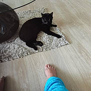 Nutella participe au concours pour gagner de l'argent avec cette photo : black_cat, cat, indoor, rug, floor, wooden_floor, glass_table, coffee_table, furniture, barefoot, person, blue_pants, relaxing, home, pet, animal, domestic_animal, living_room, casual, comfort