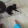 black_cat, cat, indoor, rug, floor, wooden_floor, glass_table, coffee_table, furniture, barefoot, person, blue_pants, relaxing, home, pet, animal, domestic_animal, living_room, casual, comfort