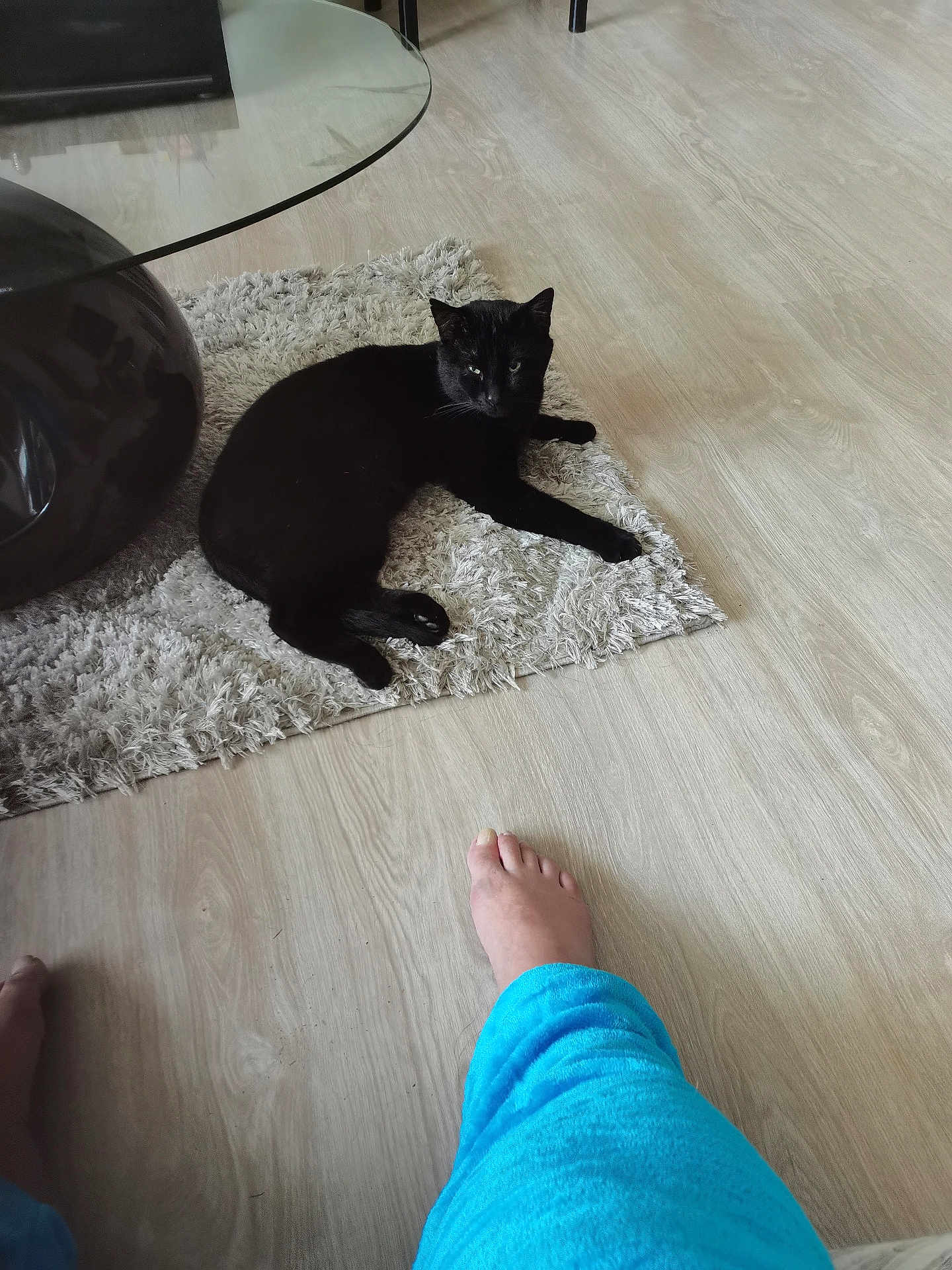 Nutella participe au concours pour gagner de l'argent avec cette photo : black_cat, cat, indoor, rug, floor, wooden_floor, glass_table, coffee_table, furniture, barefoot, person, blue_pants, relaxing, home, pet, animal, domestic_animal, living_room, casual, comfort