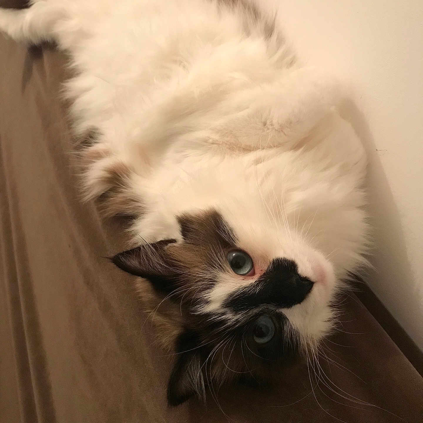 Jouky