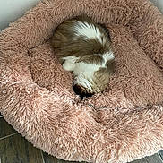 Jouky a rejoint le concours — aidez-le/la à gagner de superbes lots ! guinea_pig, small_pet, sleeping, curled_up, furry, brown_and_white, pink_bed, fluffy_bedding, cozy, nap, indoors, home, floor, tile_floor, wall, electrical_outlet, cute, relaxed, animal_portrait, pet_bed