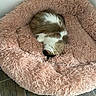 guinea_pig, small_pet, sleeping, curled_up, furry, brown_and_white, pink_bed, fluffy_bedding, cozy, nap, indoors, home, floor, tile_floor, wall, electrical_outlet, cute, relaxed, animal_portrait, pet_bed