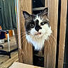 cat, black_and_white, fluffy, long_hair, whiskers, pet, animal, portrait, close_up, indoors, wooden_slats, doorway, cardboard_box, curious, staring, blue_eyes, muzzle, fur, home, photography