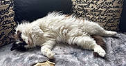 Jouky participe au concours pour gagner de l'argent avec cette photo : cat, fluffy, black_and_white, long_hair, lying_down, relaxed, sleepy, pet, animal, whiskers, ears, eyes, paws, tail, blanket, couch, cushions, indoor, chew_toy, cozy