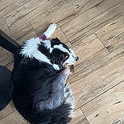 Oxy a rejoint le concours — aidez-le/la à gagner de superbes lots ! dog, black_and_white, fluffy, curled_up, lying_down, pet, animal, wooden_floor, indoor, home, relaxed, sleeping, resting, long_fur, portrait, top_view, human_leg, cuddling, companion, photography