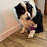 Oxy participe au concours pour gagner de l'argent avec cette photo : dog, border_collie, black_and_white, sitting, indoors, wooden_floor, home, hallway, door, wall, pet, canine, long_hair, floppy_ears, brown_eyes, bandage, purple_bandage, portrait, animal, flooring
