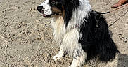 Oxy participe au concours pour gagner de l'argent avec cette photo : dog, beach, sand, black_and_white_dog, fluffy, long_hair, sitting, outdoors, coast, dunes, sunny, leash, harness, pets, animal, portrait, sunbathers, towels, summer, shoreline