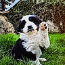 Oxy a rejoint le concours — aidez-le/la à gagner de superbes lots ! puppy, dog, black_and_white, sitting, raised_paw, grass, garden, outdoor, backyard, pet, animal, cute, portrait, floppy_ears, white_fur, black_fur, face, nose, hedge, house