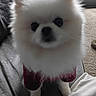 dog, white_dog, fluffy, small_dog, pet, animal, close_up, portrait, blurry, adorable, black_nose, dark_eyes, pink_clothing, outfit, couch, blanket, indoor, home, carpet, window