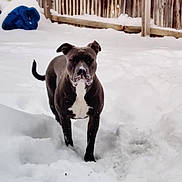 Aries is registered to the contest to win money with this photo: animal, backyard, black_and_white, canine, cold, daylight, dog, ears, fence, fur, nature, outdoor, pet, playful, snout, snow, snowy_ground, standing, tail, winter