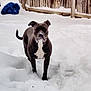 animal, backyard, black_and_white, canine, cold, daylight, dog, ears, fence, fur, nature, outdoor, pet, playful, snout, snow, snowy_ground, standing, tail, winter