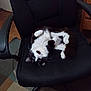 cat, black_and_white, office_chair, indoor, carpet, wooden_furniture, pet, fur, whiskers, curious, upside_down, relaxed, home, domestic_animal, four_legs, cute, animal, feline, paw, chair