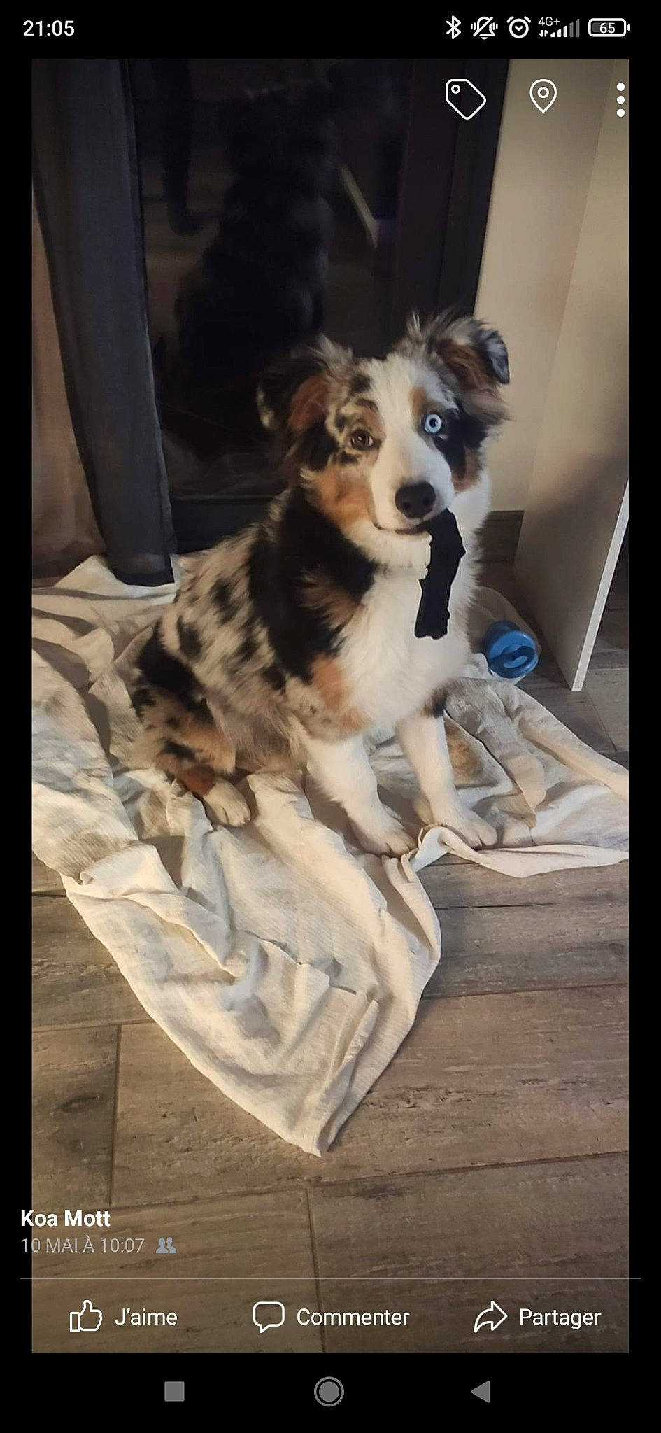 Sanji a rejoint le concours — aidez-le/la à gagner de superbes lots ! carnivore, chair, comfort, companion_dog, dog, dog_breed, dog_supply, fur, terrestrial_animal, texas_heeler, toy_dog, whiskers, working_animal, working_dog