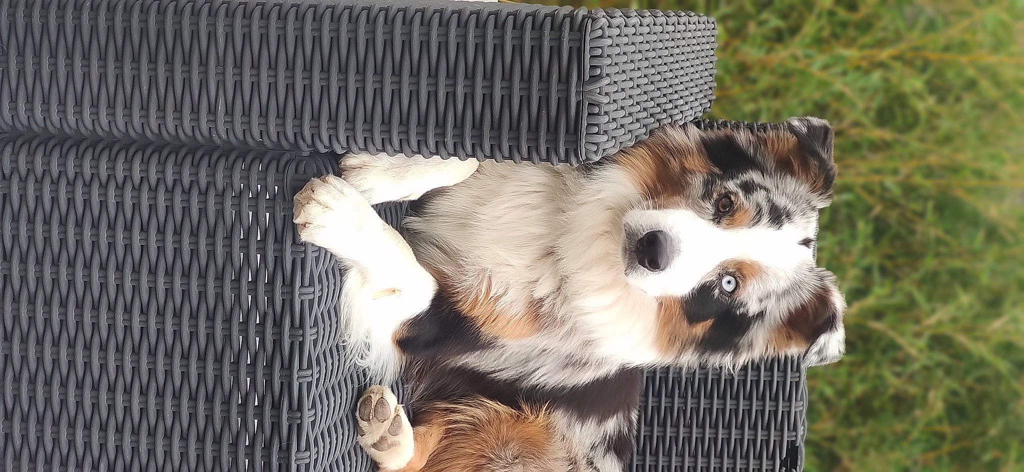 Sanji participe au concours pour gagner de l'argent avec cette photo : cage, canidae, carnivore, claw, companion_dog, dog, dog_breed, dog_supply, fawn, fur, paw, pet_supply, snout, sporting_group, terrestrial_animal, toy, toy_dog, whiskers, working_animal