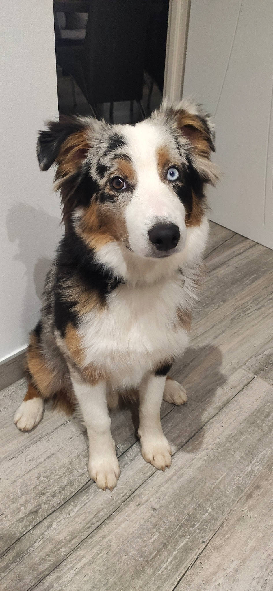 Sanji a rejoint le concours — aidez-le/la à gagner de superbes lots ! australian_collie, australian_shepherd, border_collie, canidae, carnivore, companion_dog, dog, dog_breed, flooring, fur, hardwood, herding_dog, miniature_australian_shepherd, plank, sporting_group, terrestrial_animal, whiskers, wood, working_animal, working_dog