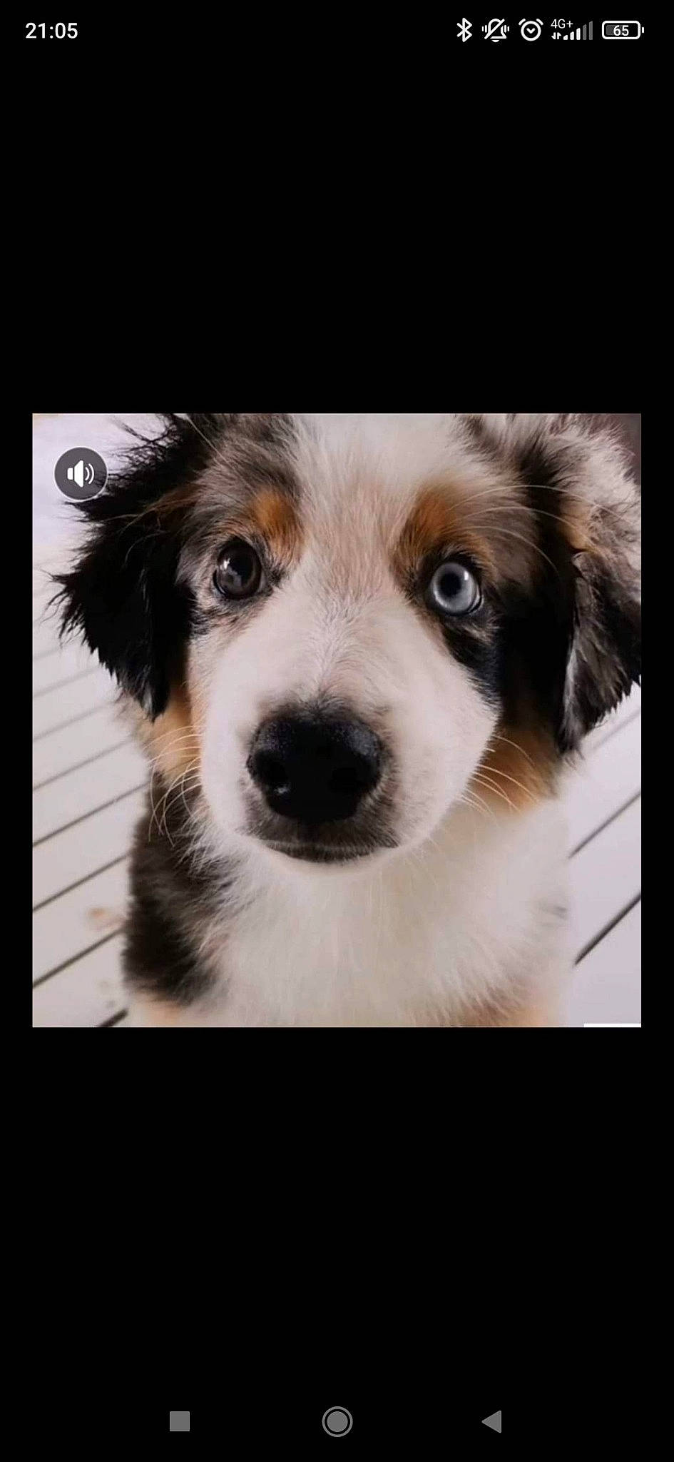 Sanji a rejoint le concours — aidez-le/la à gagner de superbes lots ! ancient_dog_breeds, art, carnivore, companion_dog, dog, dog_breed, fur, herding_dog, illustration, photo_caption, rectangle, snout, square, terrestrial_animal, whiskers, working_dog