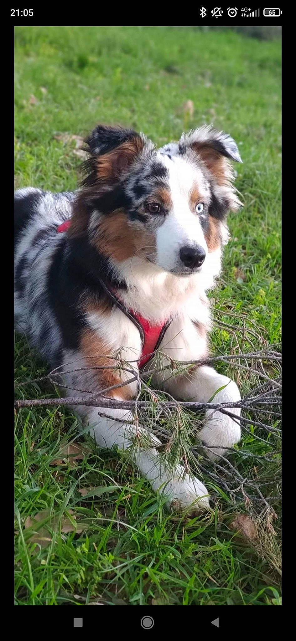 Sanji a rejoint le concours — aidez-le/la à gagner de superbes lots ! carnivore, companion_dog, dog, dog_breed, grass, herding_dog, plant, sporting_group, terrestrial_animal, tree, whiskers, working_dog