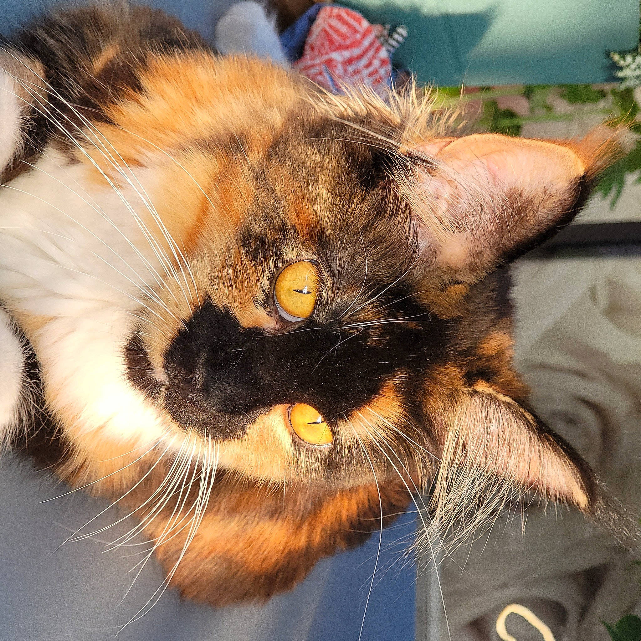 Sansa participe au concours pour gagner de l'argent avec cette photo : carnivore, cat, claw, close_up, domestic_short_haired_cat, ear, felidae, flowerpot, fur, houseplant, paw, plant, small_to_medium_sized_cats, snout, tail, terrestrial_animal, whiskers