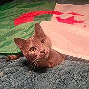 Louna a rejoint le concours — aidez-le/la à gagner de superbes lots ! cat, pet, blanket, fur, whiskers, curious, indoor, cozy, face, animal, cute, eyes, feline, resting, soft, texture, flag, colorful, warm, comfort