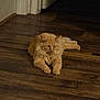 animal, calm, cat, domestic_cat, ears, feline, flooring, fluffy, fur, home, indoor, lying_down, orange_cat, paws, pet, quiet, relaxed, shadow, whiskers, wooden_floor