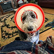 Sophie is registered to the contest to win money with this photo: animal, carpet, chair, closeup, couch, dog, floor, fur, furniture, happy, indoor, living_room, orange, pet, playful, rug, smiling, toy, white, wooden_cabinet