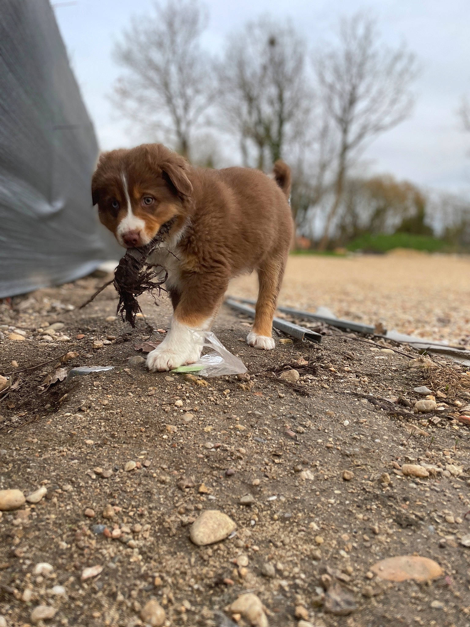 Uros a rejoint le concours — aidez-le/la à gagner de superbes lots ! canidae, carnivore, companion_dog, dog, dog_breed, fawn, fur, liver, rock, sky, snout, soil, sporting_group, tail, terrestrial_animal, tree, walking, wildlife, wood, working_animal