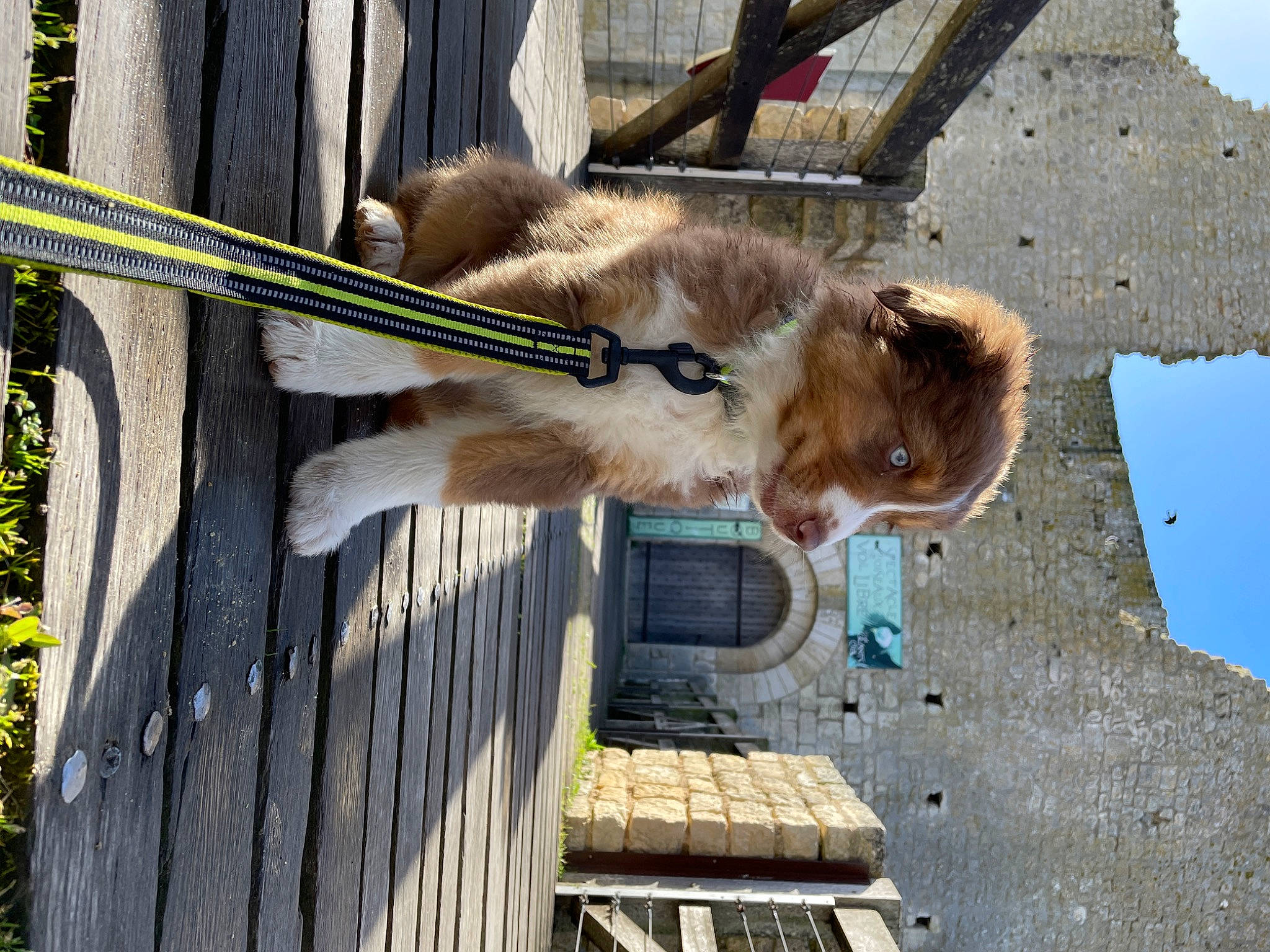 Uros participe au concours pour gagner de l'argent avec cette photo : canidae, fawn, livestock, pack_animal, plank, sky, snout, sporting_group, tail, terrestrial_animal, tree, trunk, wildlife, wood, working_animal