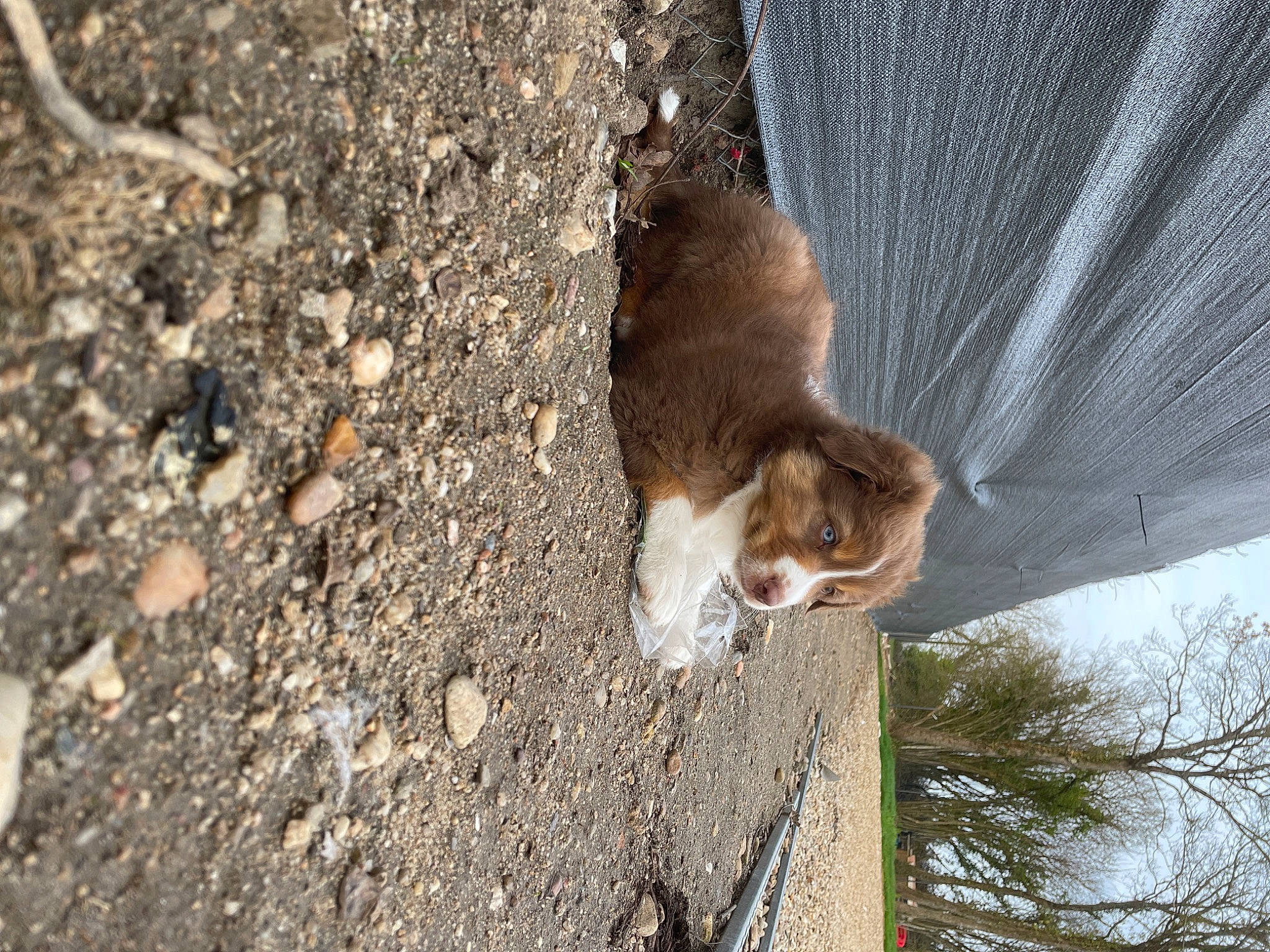 Uros participe au concours pour gagner de l'argent avec cette photo : asphalt, bedrock, canidae, felidae, fox_squirrel, fur, grey_squirrel, plant, rodent, small_to_medium_sized_cats, snout, soil, squirrel, tail, terrestrial_animal, tree, trunk, whiskers, wildlife, wood