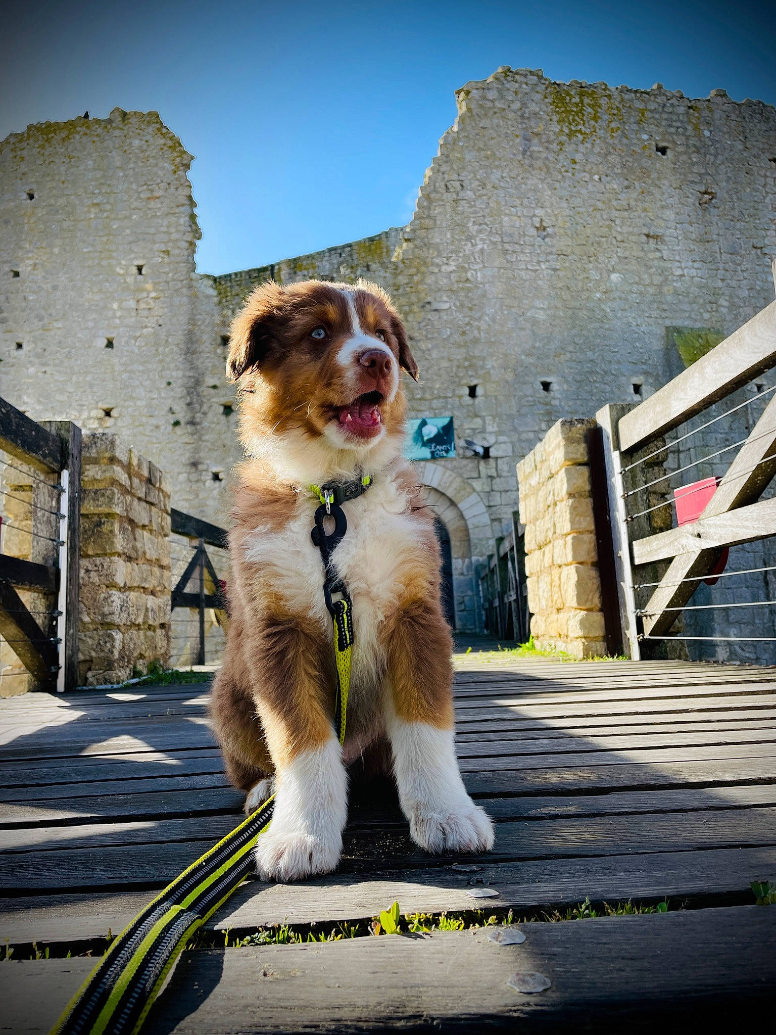 Uros a rejoint le concours — aidez-le/la à gagner de superbes lots ! art, asphalt, building, canidae, carnivore, collar, companion_dog, dog, dog_breed, dog_collar, eyewear, fawn, plant, road, road_surface, sky, snout, sporting_group, street, working_animal