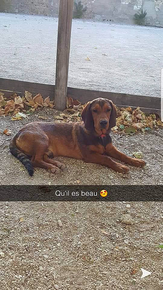 Philou participe au concours pour gagner de l'argent avec cette photo : asphalt, carnivore, collar, companion_dog, dog, dog_breed, dog_collar, fawn, gun_dog, hound, leash, liver, pet_supply, rectangle, road_surface, soil, sporting_group, tail, wood, working_animal