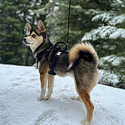 Mia joined the competition — help win amazing prizes! alert, animal, background, blue_eyes, canine, cold, dog, forest, fur, harness, leash, nature, outdoor, pet, snow, snowy, standing, tree, walking, winter