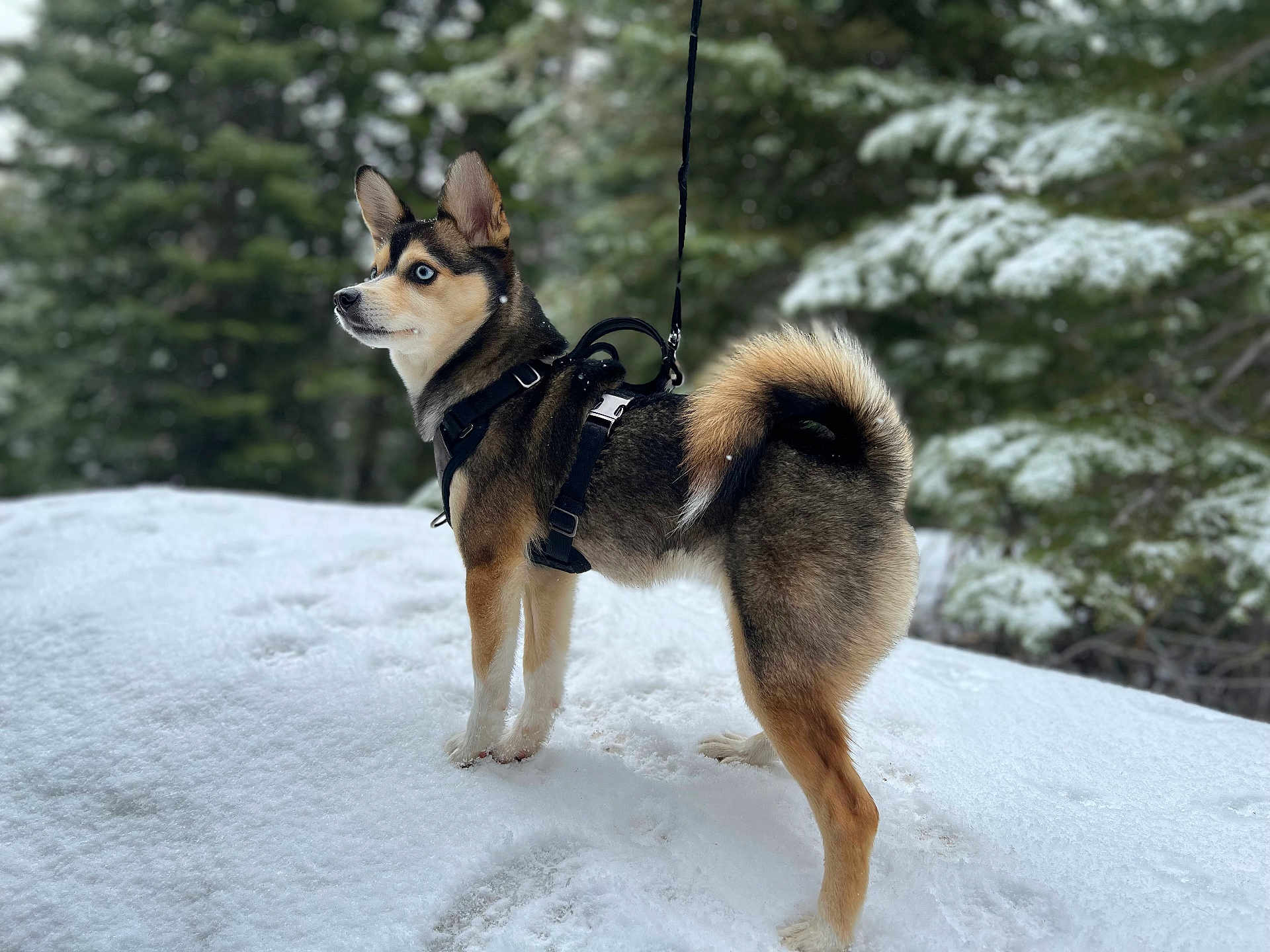 Mia
