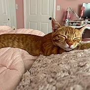 Louie joined the competition — help win amazing prizes! bed, bedroom, blanket, cat, closeup, comforter, cozy, domestic, door, feline, ginger_cat, indoor, nap, pet, pink_wall, plush_toy, shelf, sleeping_cat, soft_texture, whiskers
