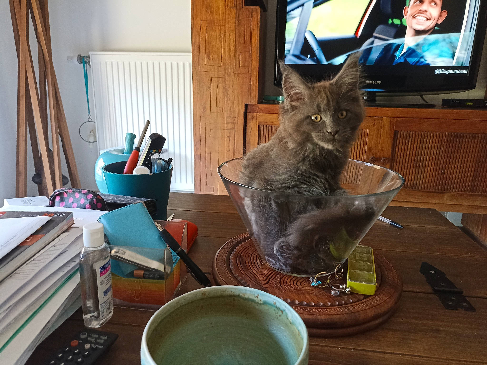 Urban a rejoint le concours — aidez-le/la à gagner de superbes lots ! blue, cable_television, carnivore, cat, comfort, curtain, dishware, felidae, living_room, picture_frame, porcelain, russian_blue, serveware, small_to_medium_sized_cats, table, tableware, television, television_set, whiskers, wood