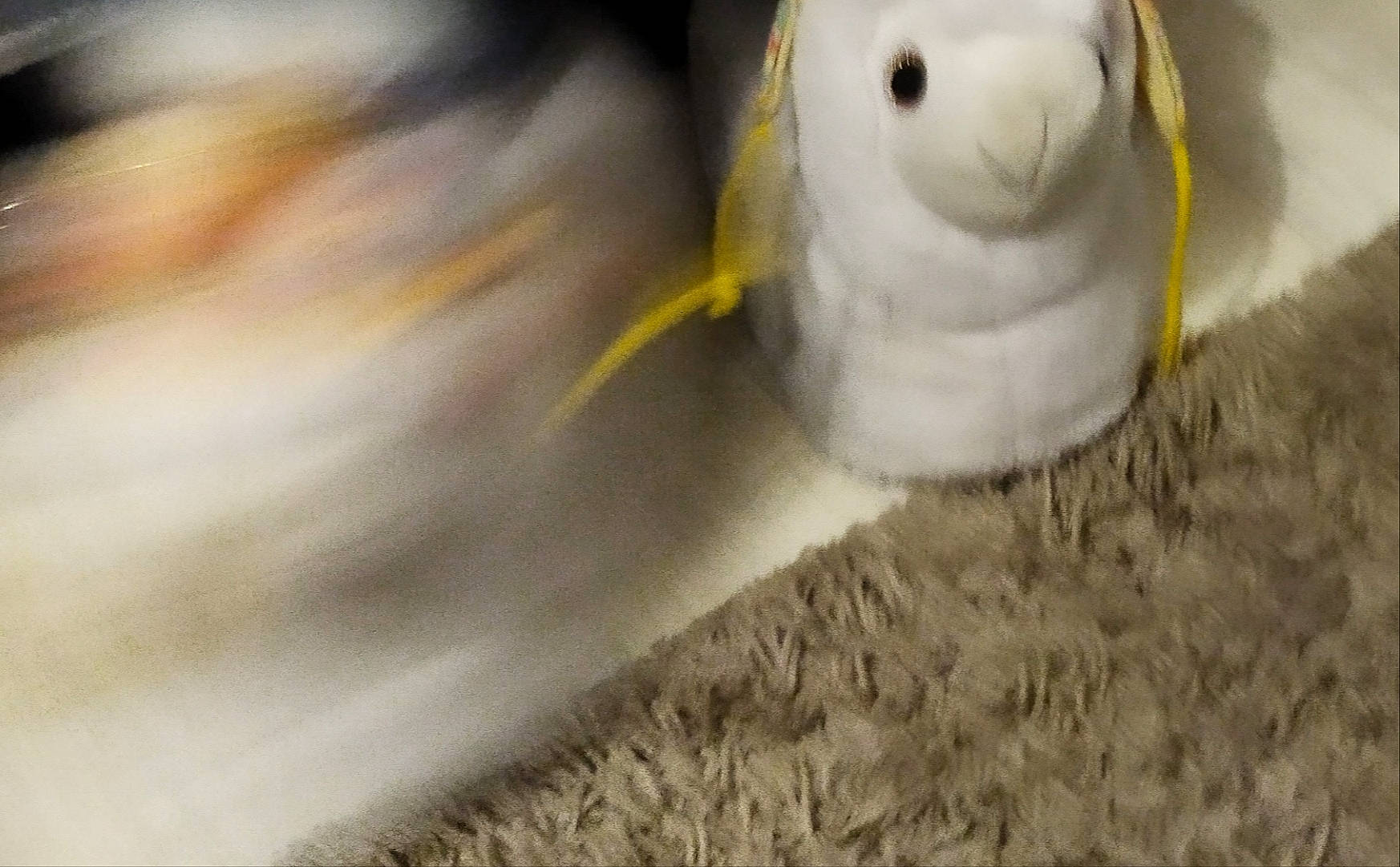 Coco participe au concours pour gagner de l'argent avec cette photo : aquarium, asphalt, fin, fish, flooring, grass, grey, marine_biology, seafood, shadow, snout, soil, tail, underwater, whiskers, wood