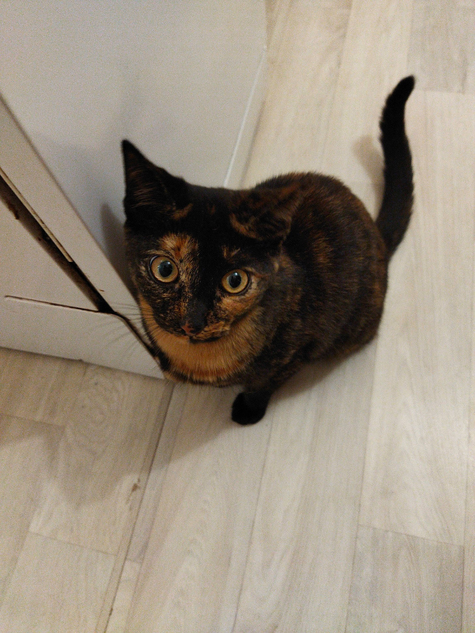 Suri participe au concours pour gagner de l'argent avec cette photo : brown, carnivore, cat, claw, comfort, domestic_short_haired_cat, door, fawn, felidae, floor, flooring, fur, hardwood, small_to_medium_sized_cats, snout, tail, terrestrial_animal, whiskers, wood, wood_flooring