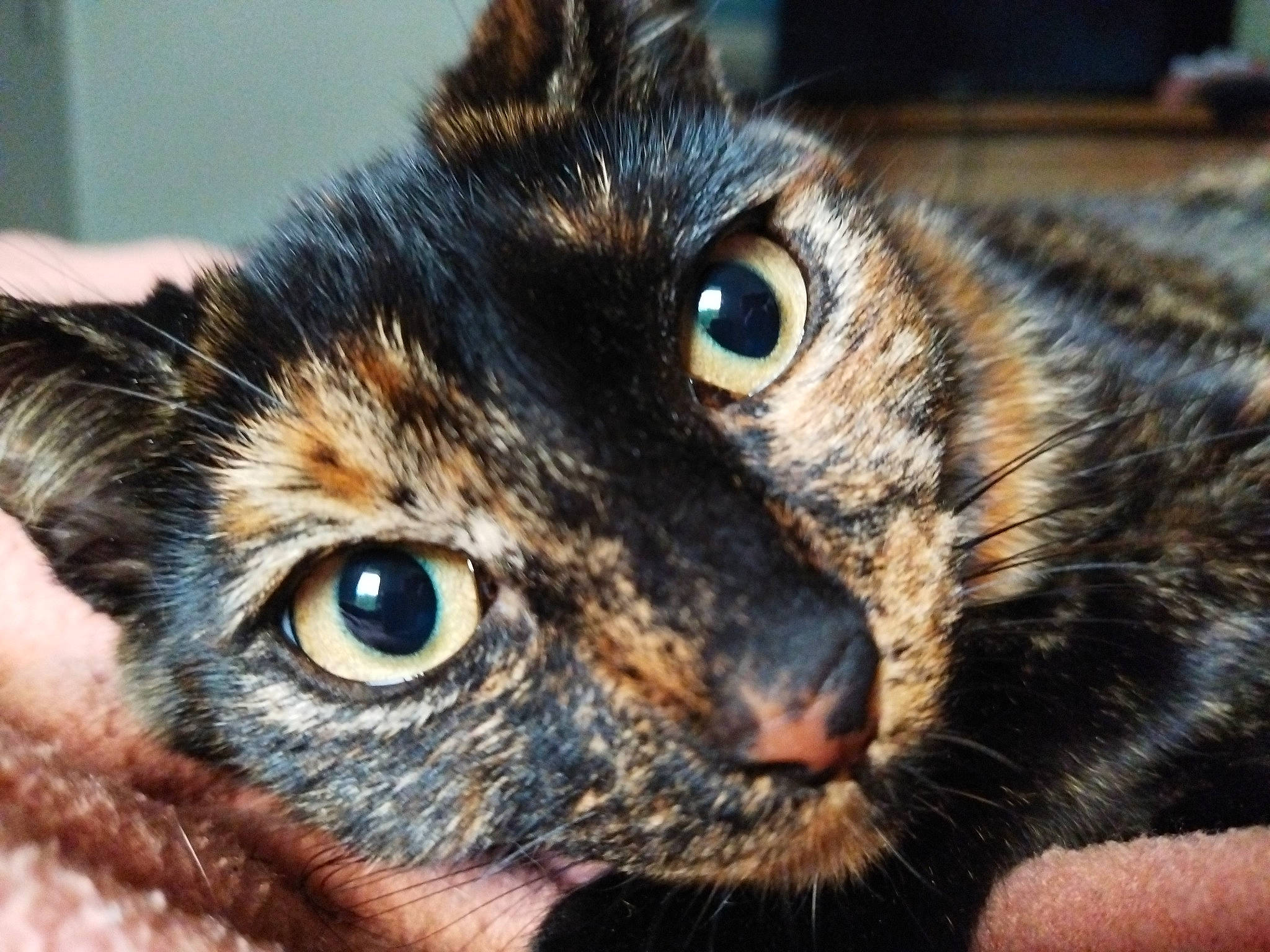 Suri a rejoint le concours — aidez-le/la à gagner de superbes lots ! carnivore, cat, claw, close_up, domestic_short_haired_cat, ear, eye, eyelash, felidae, fur, iris, small_to_medium_sized_cats, snout, terrestrial_animal, whiskers, wildlife