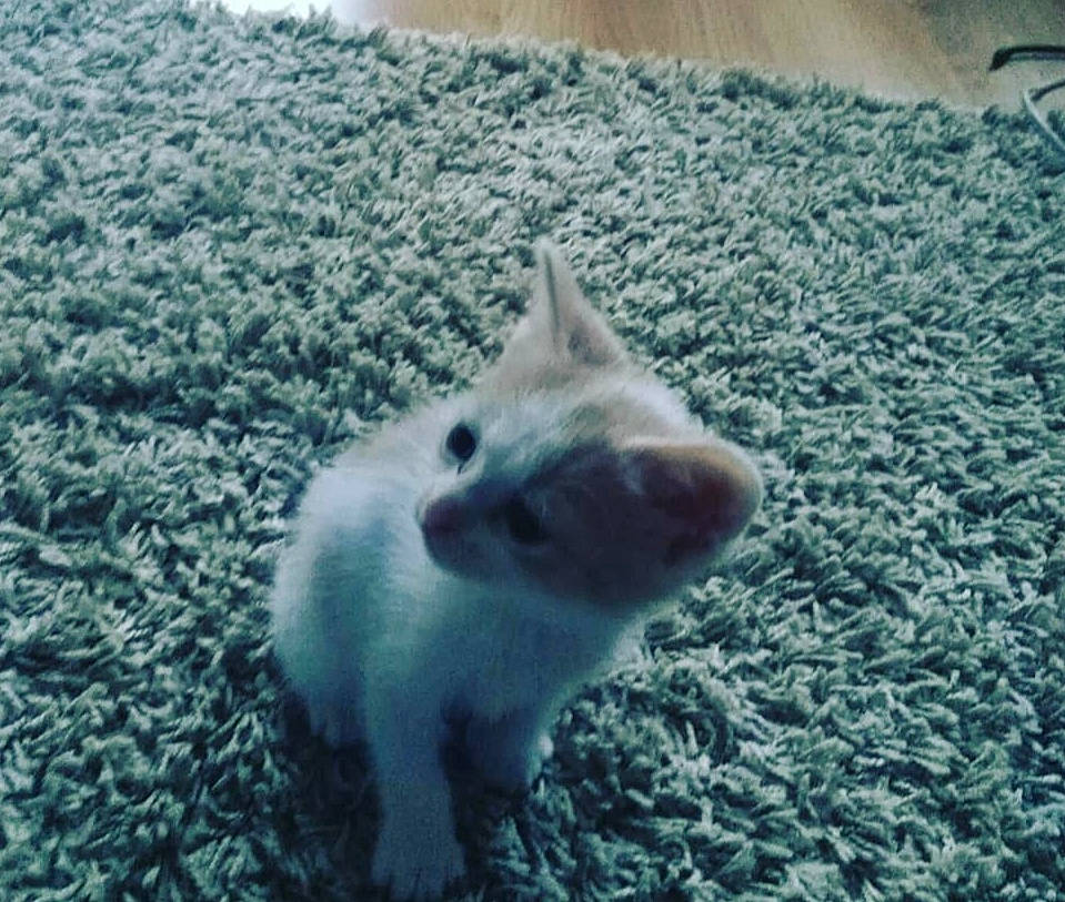 Mumble a rejoint le concours — aidez-le/la à gagner de superbes lots ! canidae, carnivore, cat, claw, close_up, dog_breed, domestic_short_haired_cat, fawn, felidae, fur, grass, grey, paw, small_to_medium_sized_cats, snout, tail, terrestrial_animal, whiskers, wildlife, winter