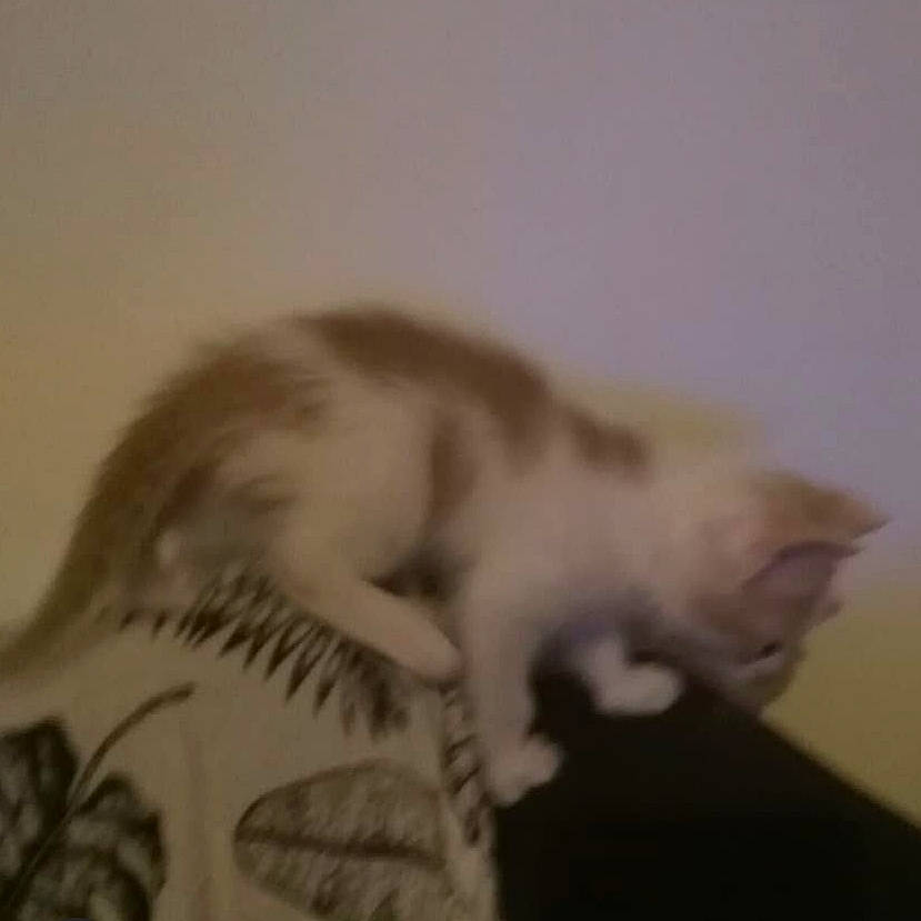 Mumble participe au concours pour gagner de l'argent avec cette photo : canidae, carnivore, cat, claw, domestic_short_haired_cat, eye, feather, felidae, flooring, fur, paw, small_to_medium_sized_cats, snout, tail, whiskers, wing, wood