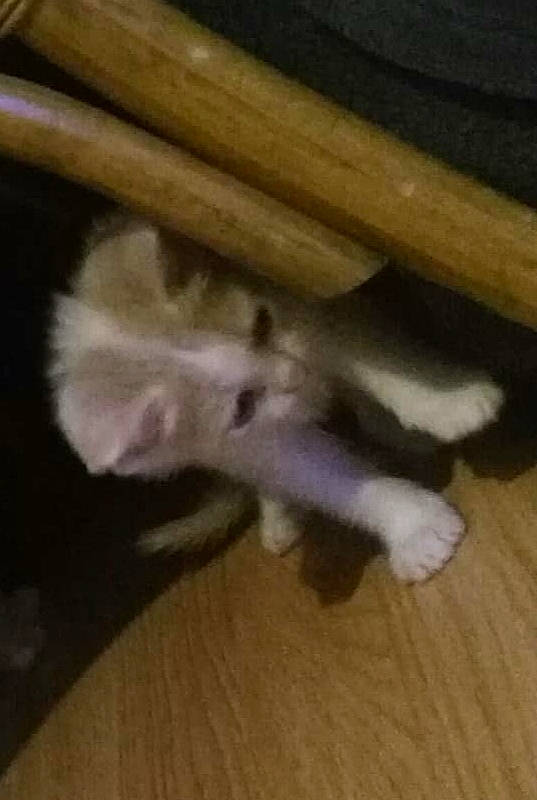 Mumble participe au concours pour gagner de l'argent avec cette photo : canidae, carnivore, cat, companion_dog, dog_breed, fawn, felidae, floor, flooring, fur, hardwood, laminate_flooring, paw, small_to_medium_sized_cats, sporting_group, tail, whiskers, wood, wood_flooring, wood_stain