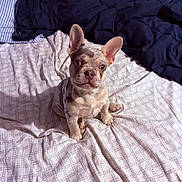 Phantom is registered to the contest to win money with this photo: dog, puppy, french_bulldog, bed, bedding, sheet, blanket, ears, eyes, nose, paw, sitting, portrait, indoor, cute, pet, animal, fur, looking_up, rumpled