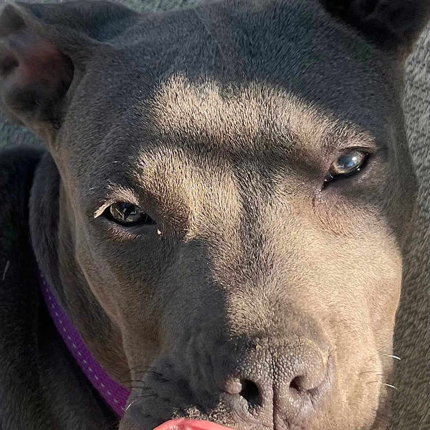 Ghost is registered to the contest to win money with this photo: animal, canine, close_up, collar, cute, dog, domestic_animal, ears, expression, face, fur, nose, outdoor, pet, relaxed, shadow, sunlight, texture, tongue, whiskers
