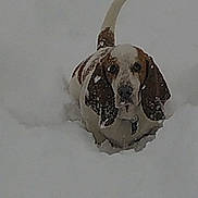 Charity joined the competition — help win amazing prizes! adventure, animal, basset_hound, brown, canine, cold, cute, dog, ears, fur, nature, outdoor, pet, portrait, snow, snowflakes, tail, walking, white, winter