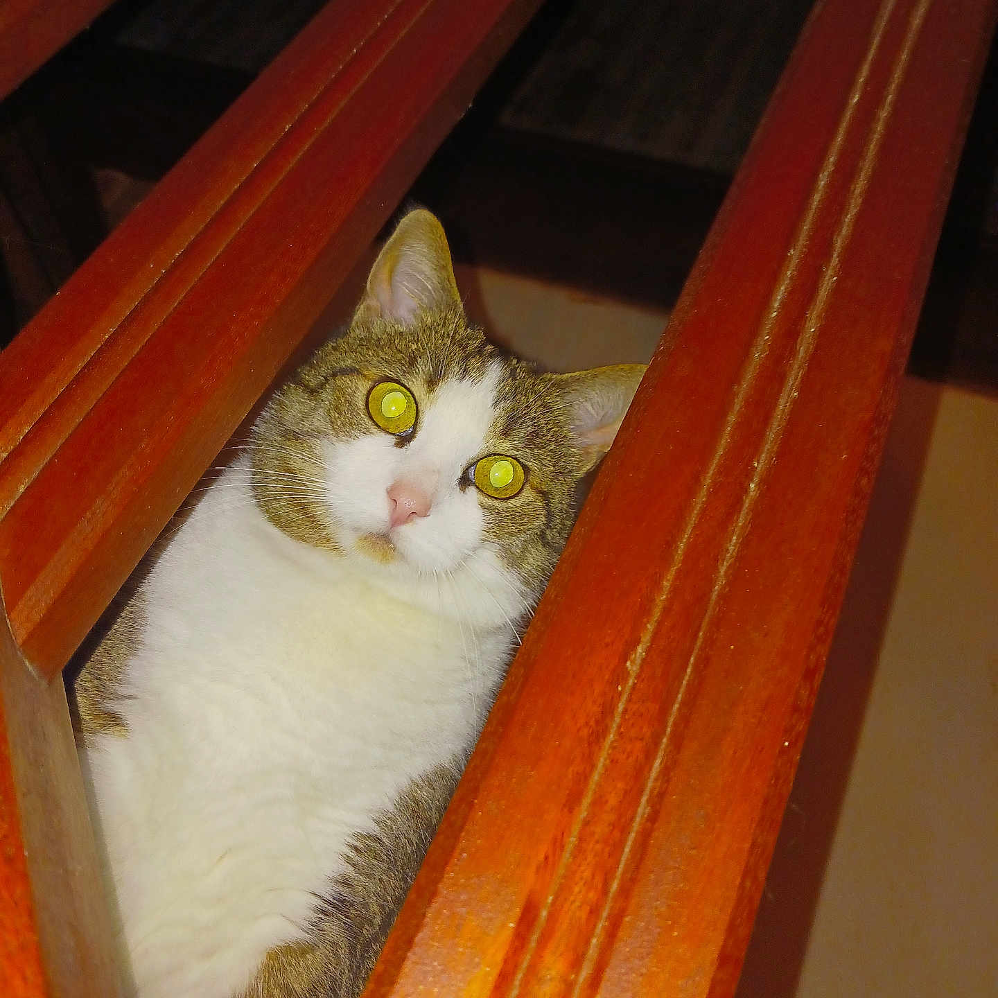 Luna participe au concours pour gagner de l'argent avec cette photo : abyssinian, animal, architecture, building, cat, closet, cupboard, drawer, furniture, handrail, hardwood, house, housing, kitten, manx, pet, plywood, shelf, staircase, wood