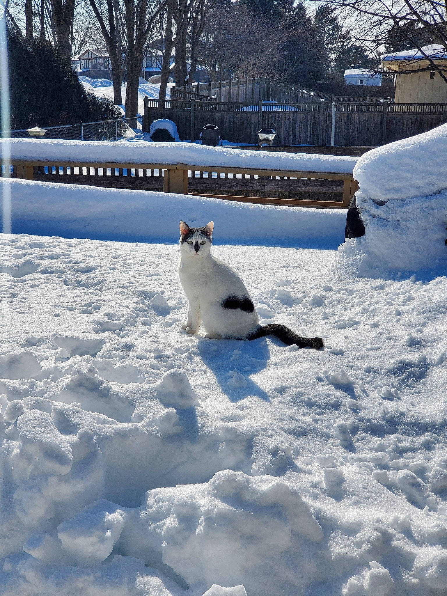 Ana joined the competition — help win amazing prizes! cat, event, freezing, frost, polar_ice_cap, precipitation, sky, slope, snow, snowman, tail, tree, water, winter