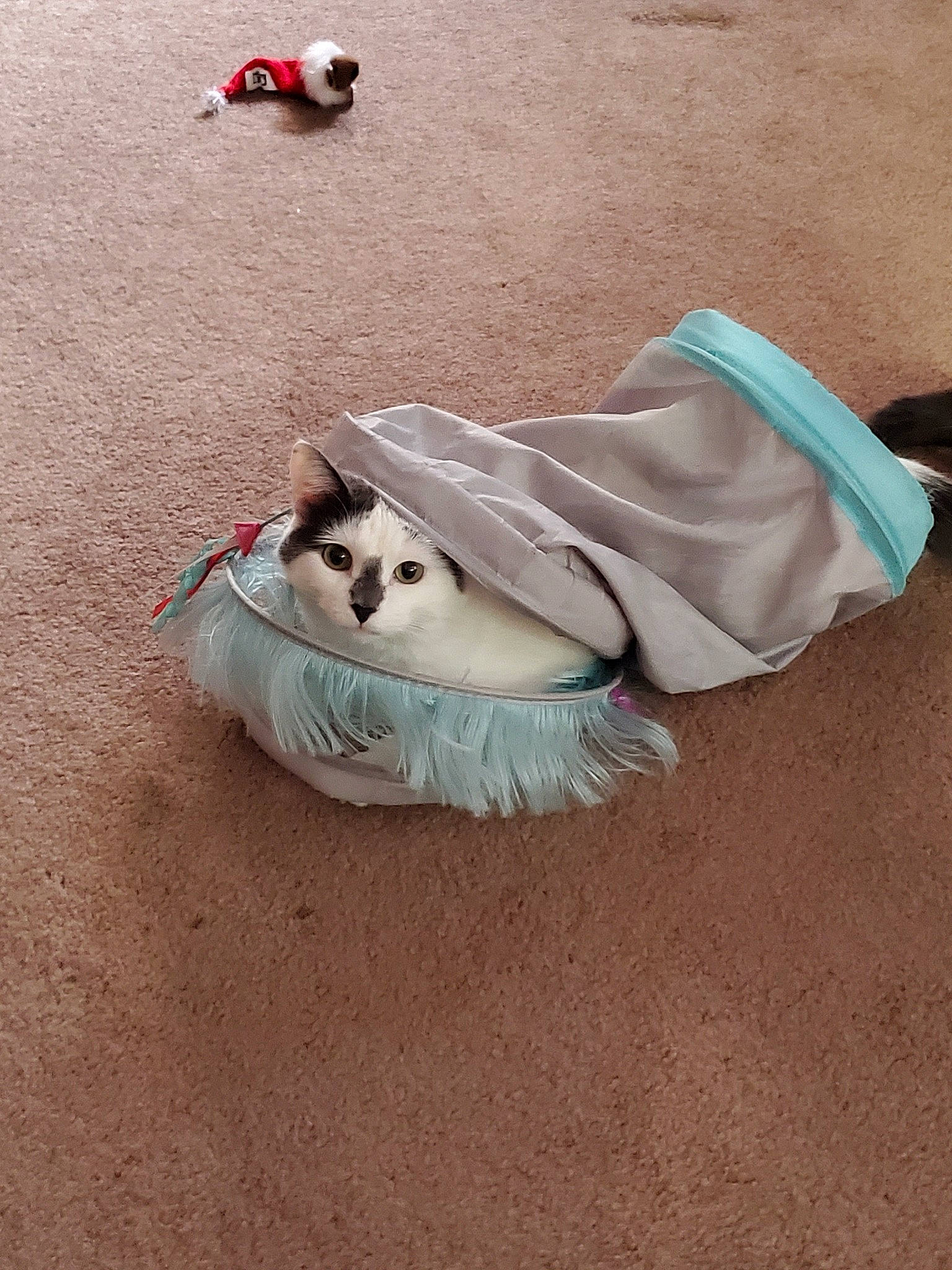 Ana is registered to the contest to win money with this photo: canidae, carnivore, comfort, companion_dog, dog, dog_breed, fawn, felidae, flooring, fur, mammal, paw, sand, small_to_medium_sized_cats, snout, sporting_group, tail, vertebrate, whiskers, wood