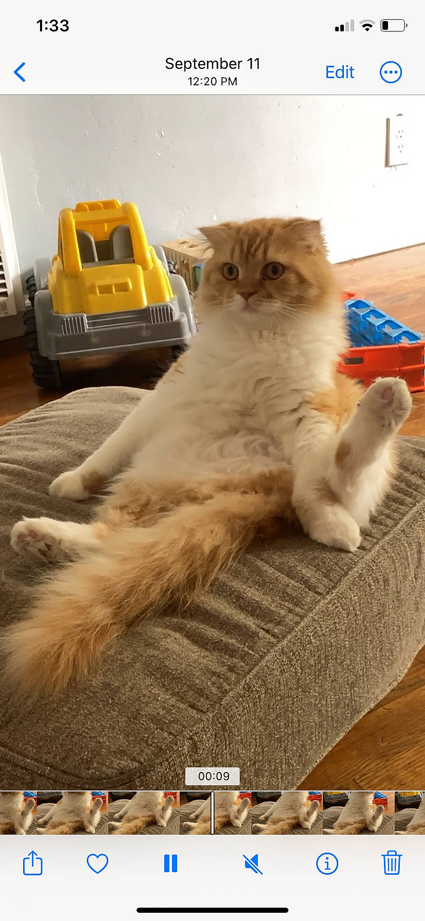 Gucci joined the competition — help win amazing prizes! bag, box, carnivore, cat, claw, comfort, domestic_short_haired_cat, fawn, felidae, floor, flooring, fur, hardwood, luggage_and_bags, paw, sitting, small_to_medium_sized_cats, tail, whiskers, wood