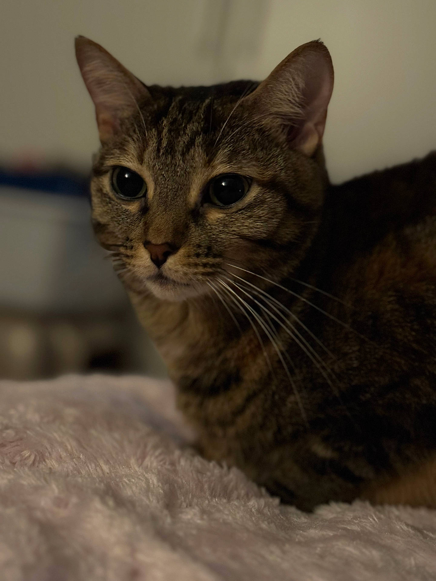 abyssinian, animal, cat, kitten, manx, pet