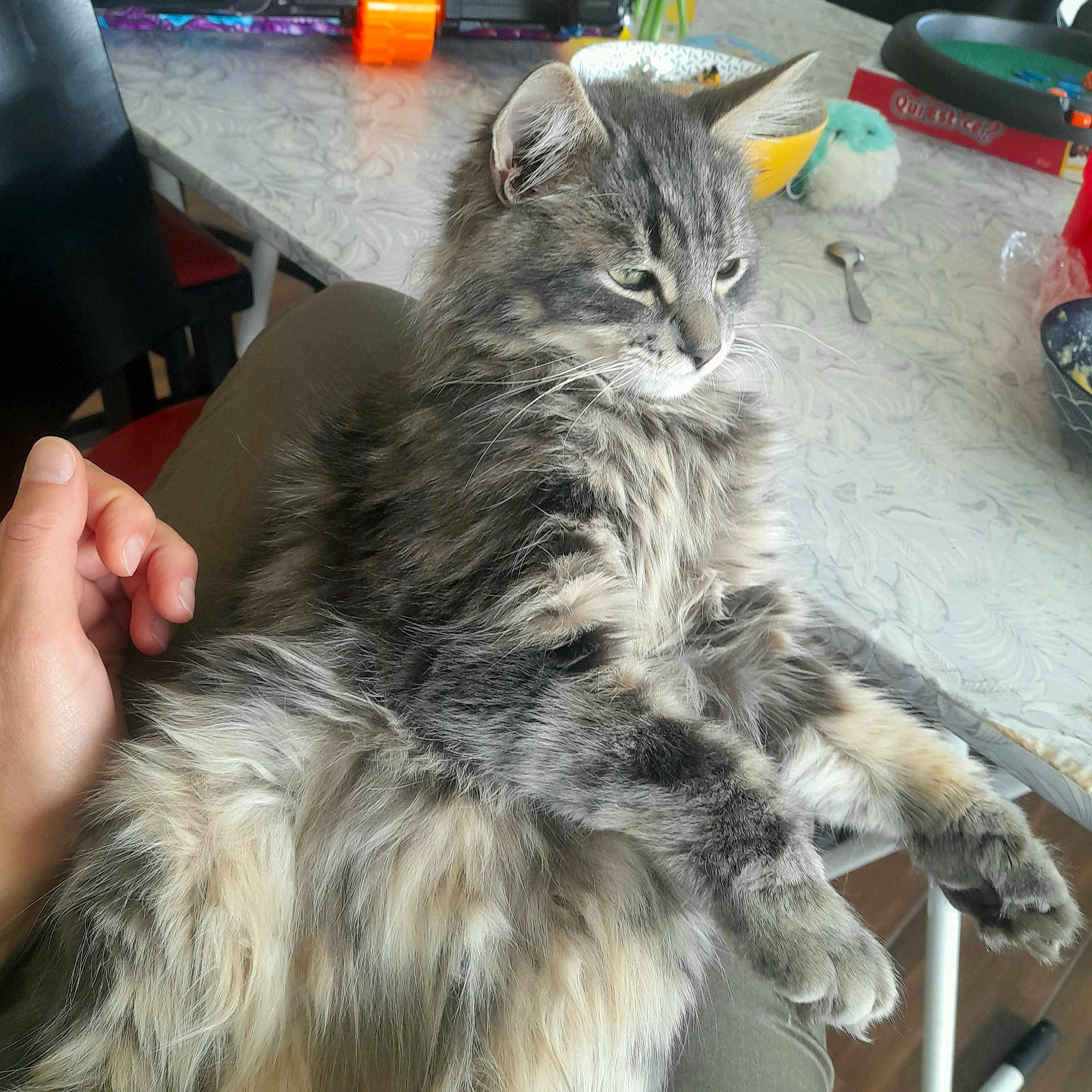 Vénom a rejoint le concours — aidez-le/la à gagner de superbes lots ! board_game, bowl, calm, cat, chair, domestic_animal, feline, fluffy, fur, grey_tabby, hand, home, indoor, lap, person, pet, relaxed, resting, spoon, table